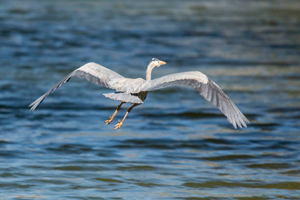 great blue heron volando - wading snowy egret egret bird fotografías e imágenes de stock