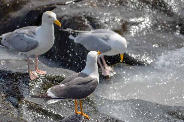 istock Seagulls on rocky beach in Iceland 1138941167
