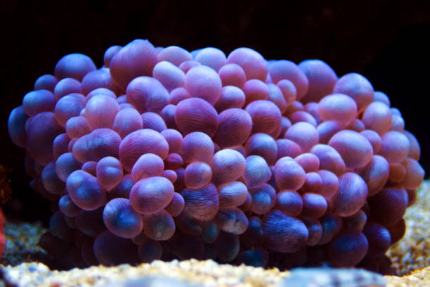 Euphyllia coral
