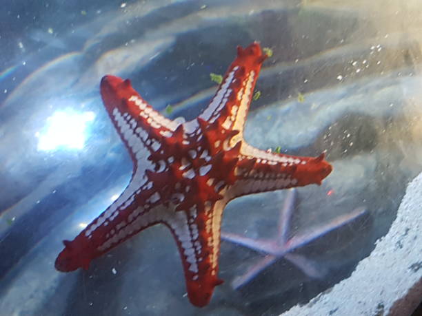 istock Undersea shots of an incredible Starfish 1138943832