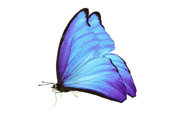 istock beautiful butterfly with blue wings and paws. isolated on white background 1138947025