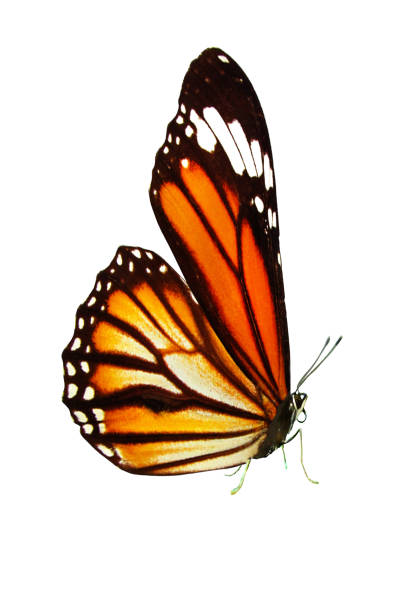istock beautiful monarch butterfly with wings and paws. isolated on white background 1138947027