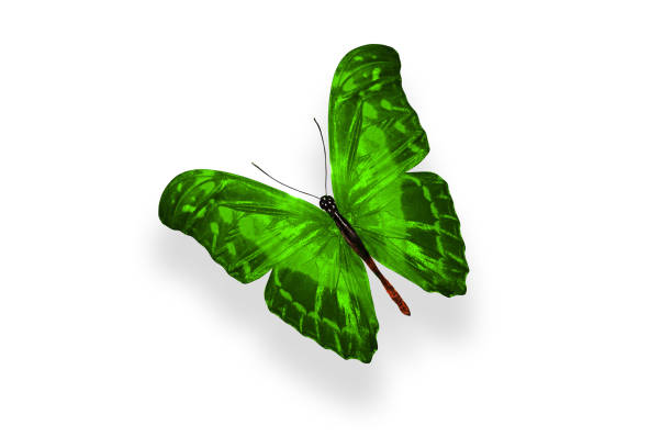 istock tropical green butterfly. isolated on white background 1138947244