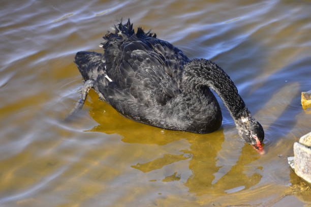 istock The black swan in the park 1138947386