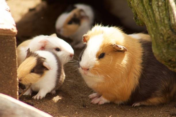 istock Warm fuzzy Guinea Pigs 1138950294