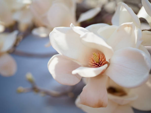 istock Magnolia in China in Spring 1138950419