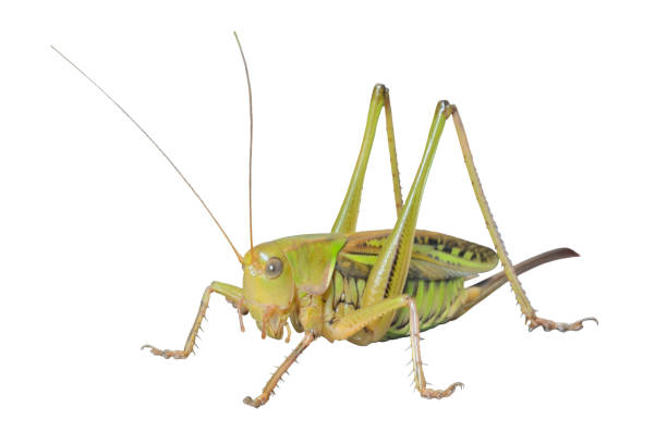 istock Doe of grasshopper 7 1138950476