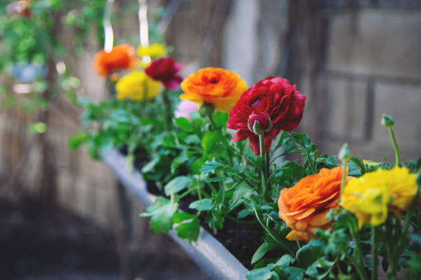 Multi-colored flowers in flowerbad. Multi-colored flower of buttercup blooming in flower bed made of half pipe, hanging on a branch. buttercup family stock pictures, royalty-free photos & images