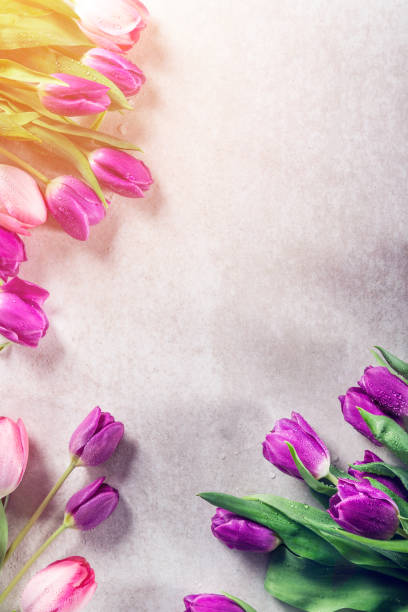 istock Beautiful purple tulips on grey background 1138951026