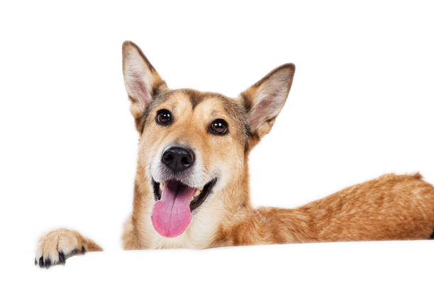 istock Red hair dog sitting, looking at the camera, isolated on white 1138951349