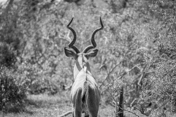 istock Kudu bull from behind in the Kruger. 1138951478