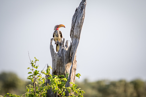Yellow-billed hornbill on a branch in the Kruger National Park, South Africa.