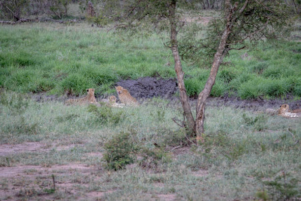 istock Four Cheetahs hiding in a drainage line. 1138951515