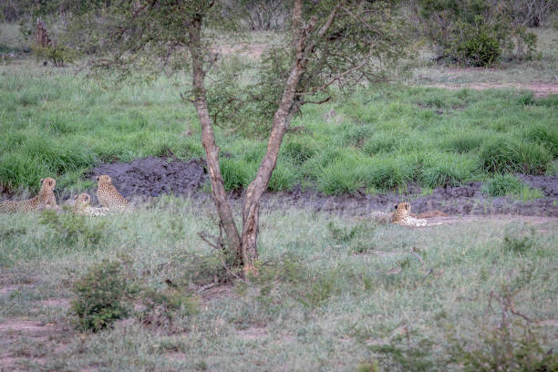 istock Four Cheetahs hiding in a drainage line. 1138951520