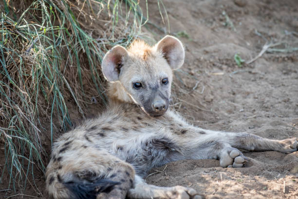 istock Young Spotted hyena laying in the sand. 1138951538