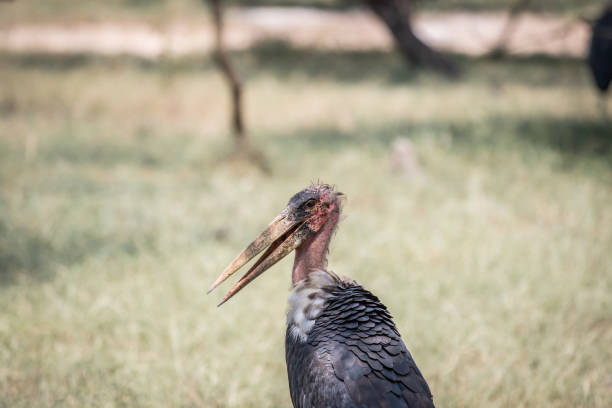 Close up of a Marabou stork. Close up of a Marabou stork in the Kruger National Park, South Africa. marabu stork stock pictures, royalty-free photos & images
