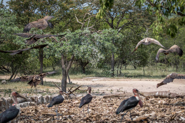 Marabou storks and Vultures in Kruger. Marabou storks and Vultures in the Kruger National Park, South Africa. marabu stork stock pictures, royalty-free photos & images