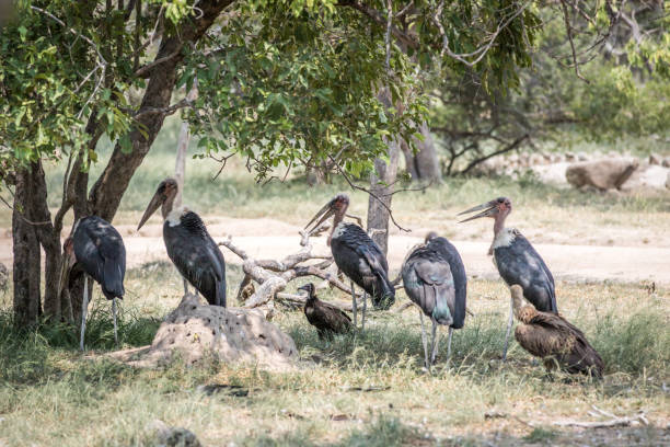 Storks and Vultures standing under a tree. Marabou storks, White-backed vultures and Hooded vultures standing under a tree in the Kruger National Park, South Africa. marabu stork stock pictures, royalty-free photos & images