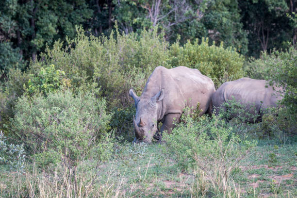 istock White rhino standing in the grass. 1138952512
