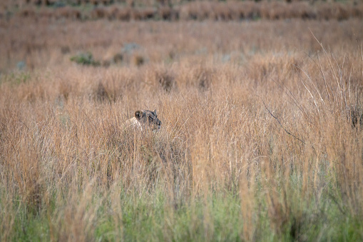 Lion stalking in the high grass in the Welgevonden game reserve, South Africa.