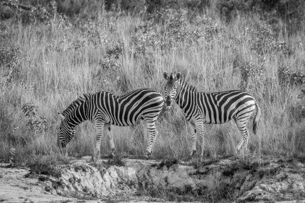 istock Two Zebras standing in the grass. 1138952629