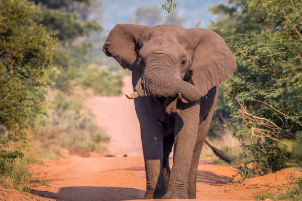 istock Big Elephant bull walking on the road. 1138952632