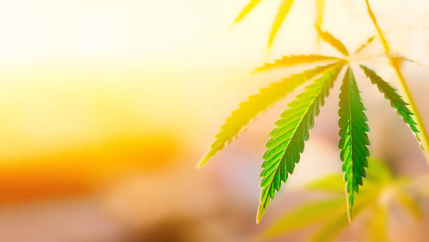 Concept breeding of marijuana, cannabis, legalization, herbal alternative medicine, CBD oil. Cannabis plant grown commercially for hemp production stock photo