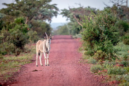 Eland standing on the road in the Welgevonden game reserve, South Africa.