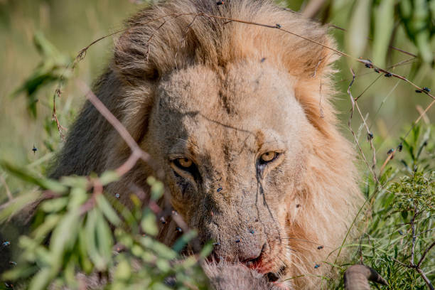 istock Big male Lion laying in the road. 1138952921