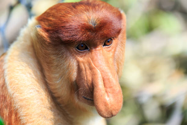 口吻モンキーまたは nasalis larvatus - monkey proboscis monkey malaysia island of borneo ストックフォトと画像