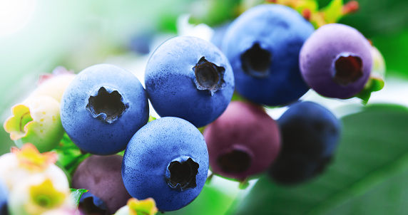Blueberry branch with blue ripe blueberries. Delicious and healthy berry fruit. Blueberry field, orchard or garden in summer season. Raw and juicy fruits in natural background.