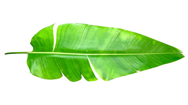 istock Tropical leaf isolated on white background with clipping path. 1138959393