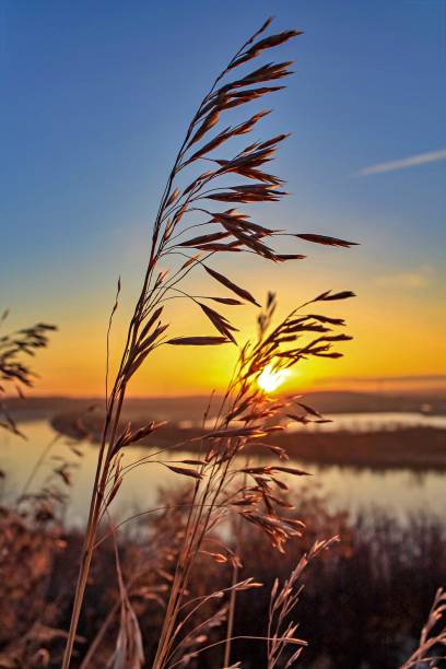 amanecer detrás de las plantas - north saskatchewan river fotografías e imágenes de stock