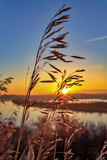 wschód słońca za roślinami - north saskatchewan river zdjęcia i obrazy z banku zdjęć