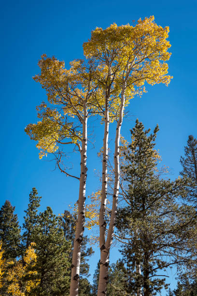 istock Autumn colors as aspen tree change in Colorado 1138960790