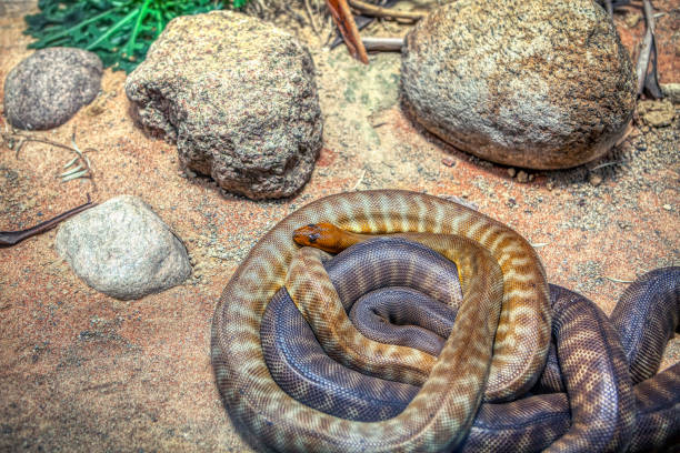 istock pair of snakes 1138962179