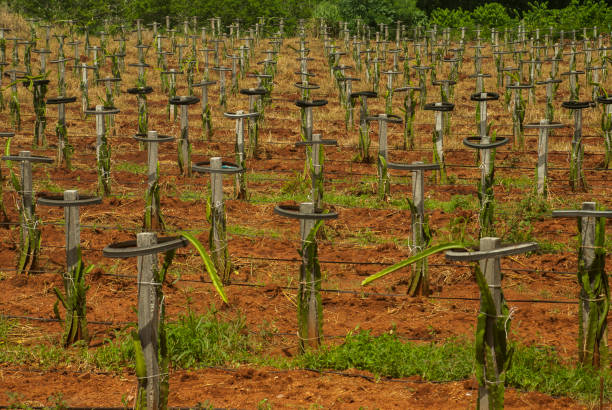 Dragon fruit garden at Pak Chong