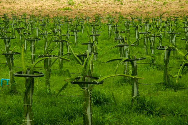Dragon fruit garden at Pak Chong