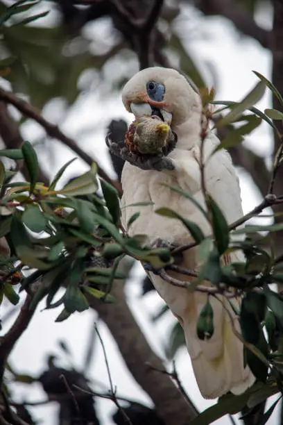 Australian native subspecies of the cockatoo feeding on seeds from gum nuts