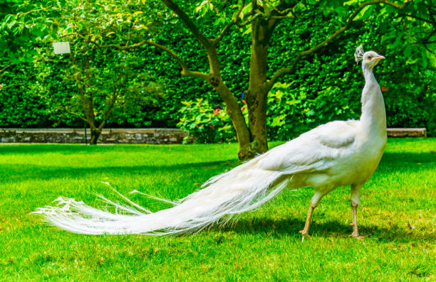 istock White peacock in a garden 1138963097