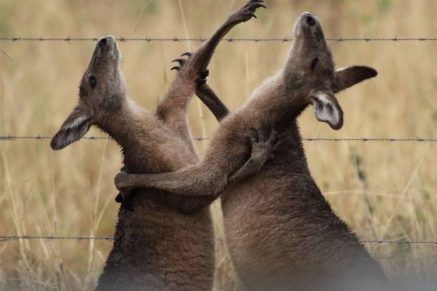 The Kango Kangaroo tango kangaroos fighting stock pictures, royalty-free photos & images