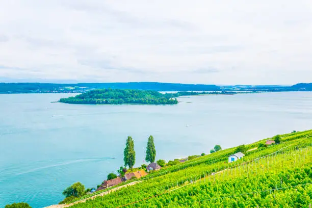 Vineyards surrounding Bielersee in Switzerland