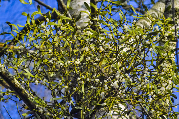 istock Mistletoe, Viscum album, on a birch in the autumn 1138965532