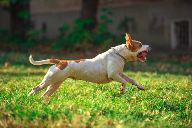 istock American staffordshire terrier playing in the park 1138966484