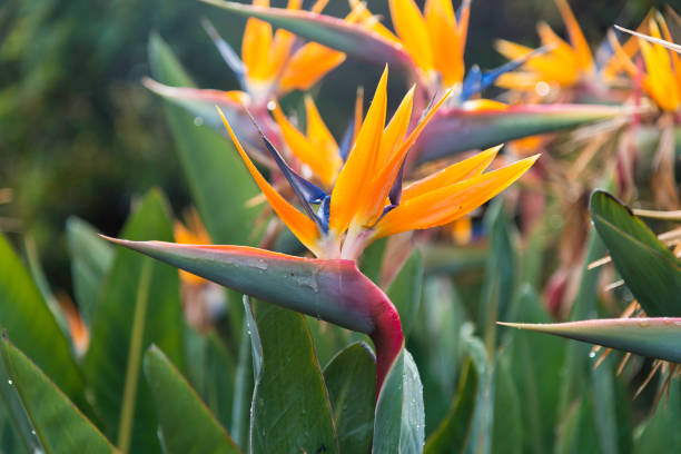 istock Strelitzia reginae flowers 1138966631