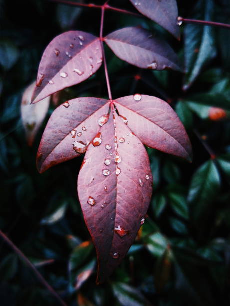 istock Purple Plant with Drops of Rain on Leaf 1138968094