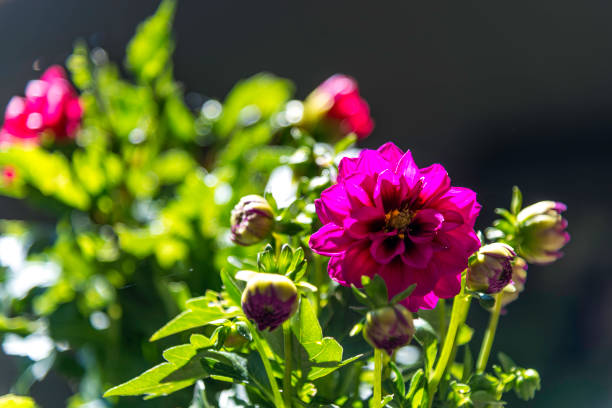 istock Flower in melbourne botanic garden 1138970443