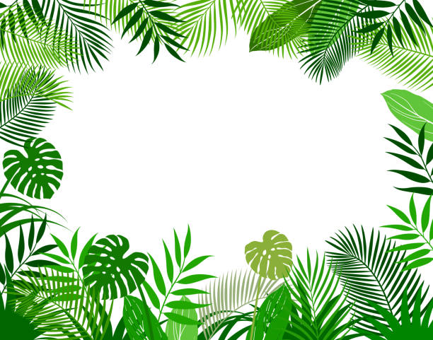 illustrazioni stock, clip art, cartoni animati e icone di tendenza di cornice di sfondo di piante tropicali - motivo tropicale