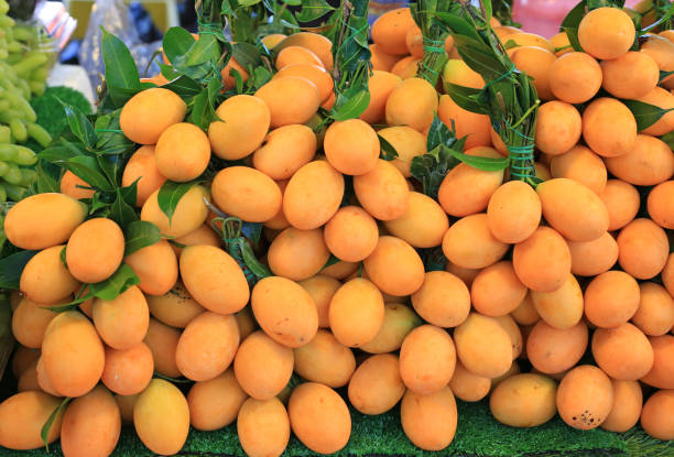 istock Anacardiaceae or Plum Mango, tropical fruit of Thailand. 1138975668