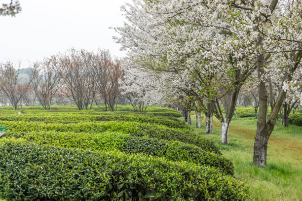 istock Cherry blossom garden and tea garden 1138976194